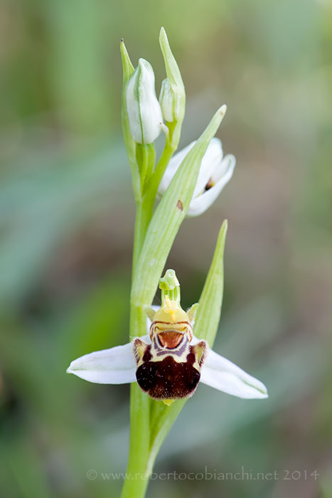 Ophrys apifera